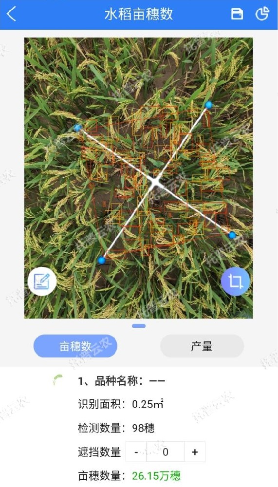 水稻測產，要用精準高效又便捷的畝穗數測量系統